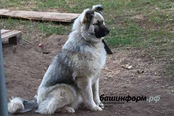 В России выпустили первую вакцину против коронавируса у животных