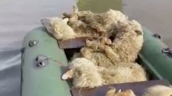 Из подтопленной башкирской деревни эвакуируют коз и овец 