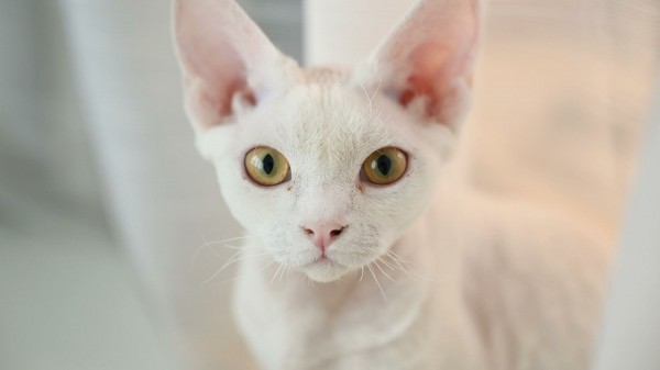 В Госдуму внесли законопроект об обязательном чипировании животных