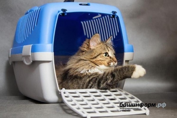 В Иглино планируют строительство ветеринарного центра за 104 млн рублей  В Иглино планируют строительство ветеринарного центра за 104 млн рублей