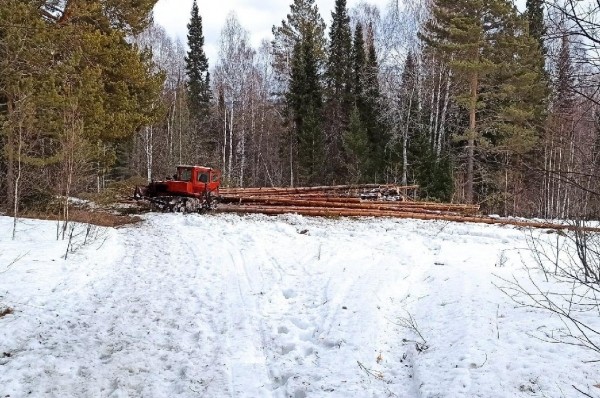 На туристической горе Ялангас рубят лес: что об этом говорят эксперты На туристической горе Ялангас рубят лес: что об этом говорят эксперты