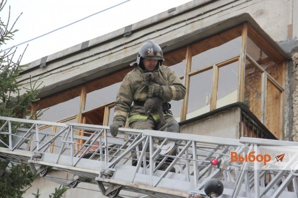 В Башкирии кошка два дня просидела на дереве из-за бродячих псов 