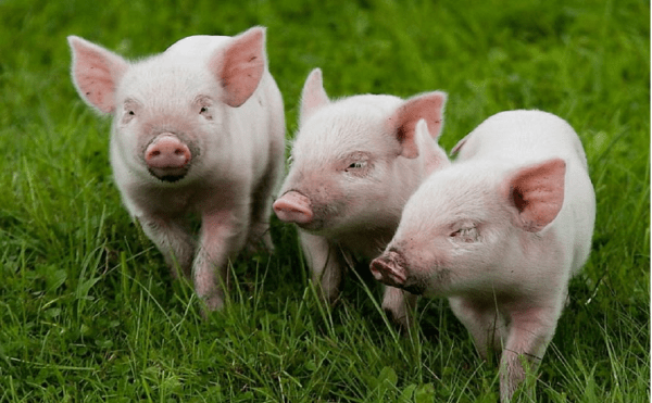 Производство свинины в Башкирии выросло на 16% Производство свинины в Башкирии выросло на 16%