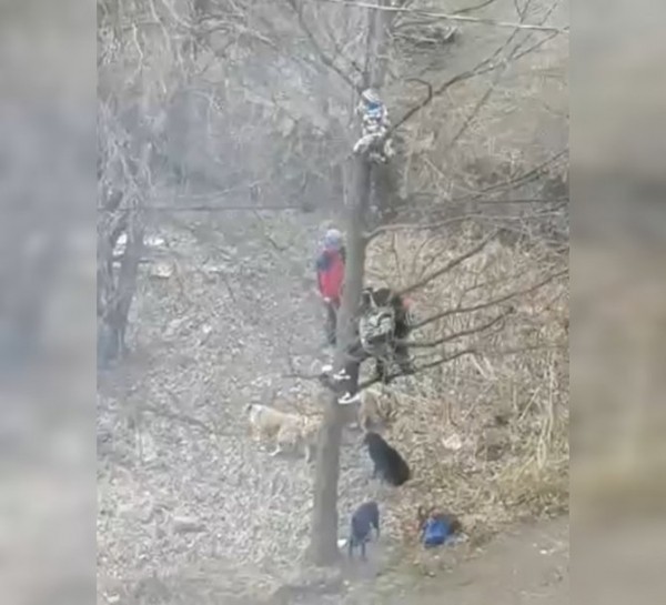 В Башкирии стая собак загнала детей на дерево 