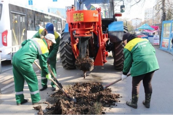 В Уфе коммунальщики нашли новый способ корчевания старых деревьев 