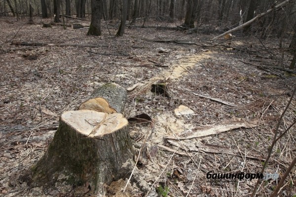 Кто рубит лес в Зауфимье: местные жители бьют тревогу