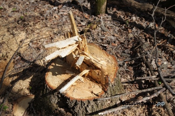 Кто рубит лес в Зауфимье: местные жители бьют тревогу