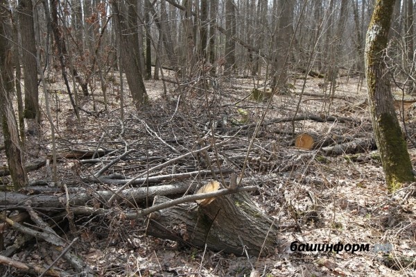 Кто рубит лес в Зауфимье: местные жители бьют тревогу