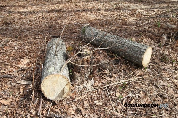 Кто рубит лес в Зауфимье: местные жители бьют тревогу