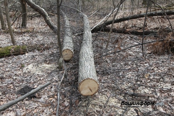 Кто рубит лес в Зауфимье: местные жители бьют тревогу