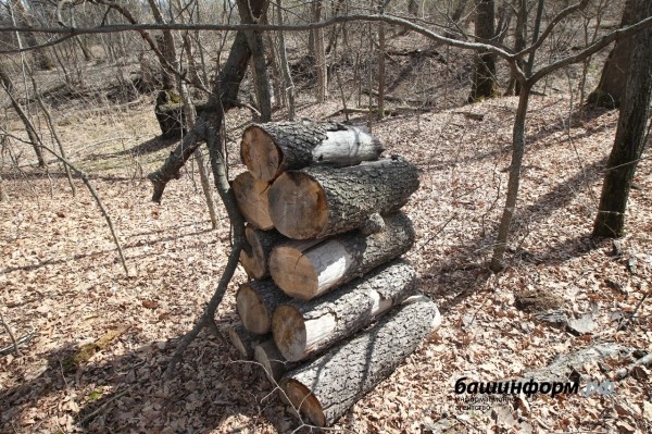 Кто рубит лес в Зауфимье: местные жители бьют тревогу
