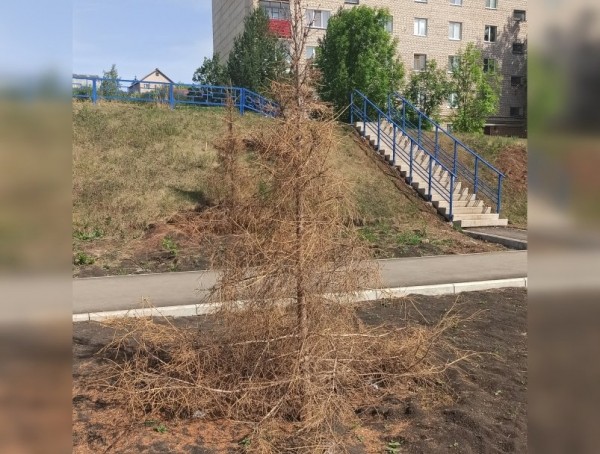 «Никто ни за что не отвечает»: жители Башкирии рассказали о засохших деревьях в новом сквере 