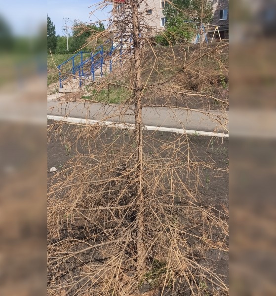 «Никто ни за что не отвечает»: жители Башкирии рассказали о засохших деревьях в новом сквере 