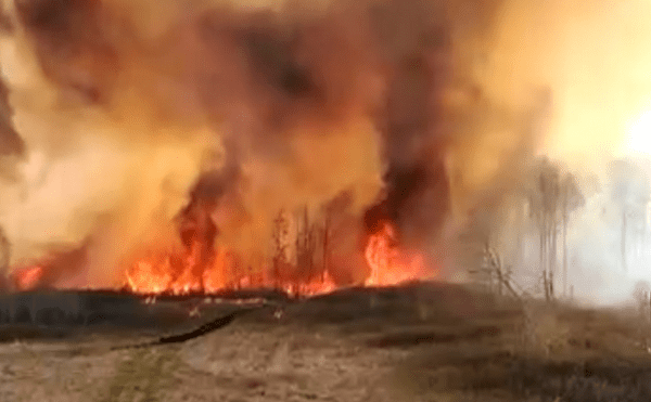 В Башкирии тушат крупный лесной пожар