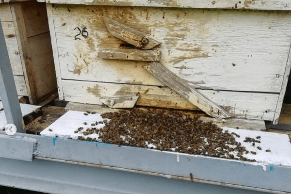 В Башкирии пострадавшим от обработки против шелкопряда пчеловодам окажут помощь В Башкирии пострадавшим от обработки против шелкопряда пчеловодам окажут помощь