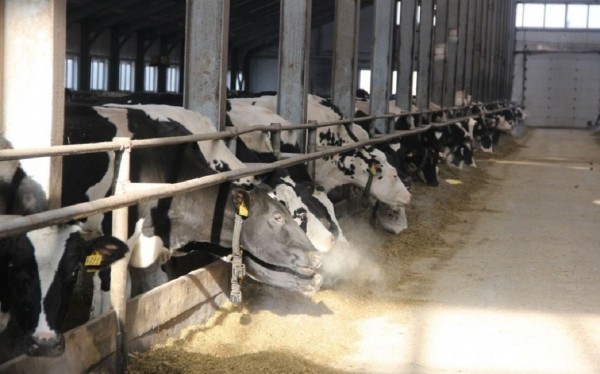 ФНС начала банкротить крупное хозяйство «Артемида» под Уфой ФНС начала банкротить крупное хозяйство «Артемида» под Уфой