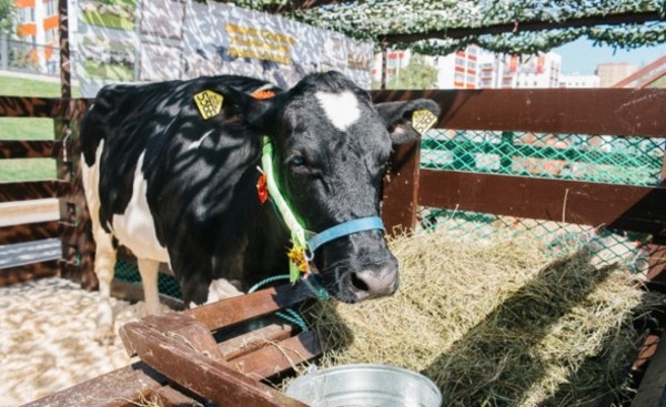 В Башкирии в список приоритетных инвестпроектов внесли фермы за 580 млн В Башкирии в список приоритетных инвестпроектов внесли фермы за 580 млн