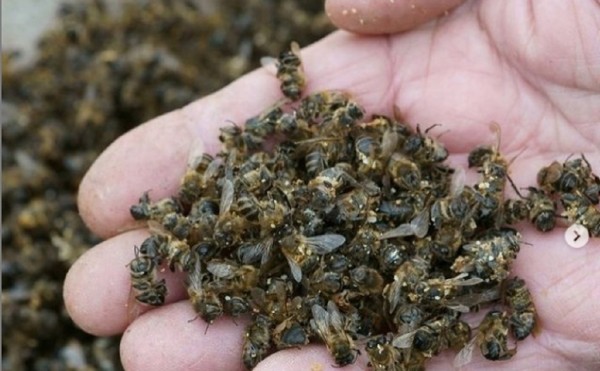 Жителям Башкирии возместят стоимость погибших от химикатов пчел