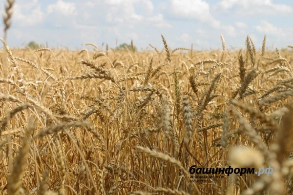 Радий Хабиров ввел режим ЧС в 26 муниципалитетах Башкирии Радий Хабиров ввел режим ЧС в 26 муниципалитетах Башкирии