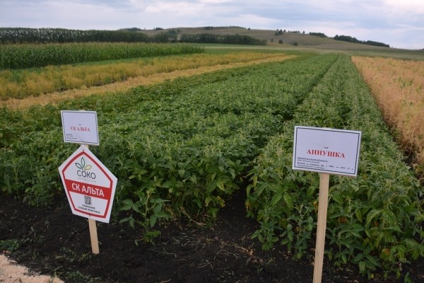 В Башкирии планируют получить не менее 2 млн тонн урожая зерновых