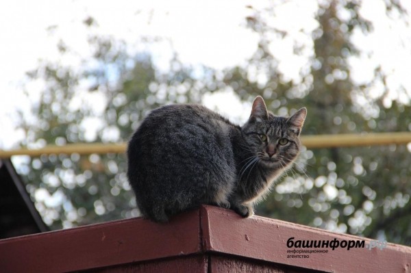 Госдума рассмотрит законопроект Башкирии о чипировании собак и кошек