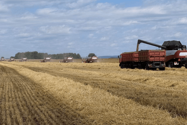 Аграрии 38 районов Башкирии досрочно начали уборку озимых Аграрии 38 районов Башкирии досрочно начали уборку озимых