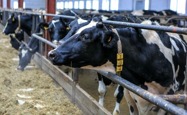 «А7 Агро» вложит еще 1 млрд в строительство молочной фермы в Башкирии