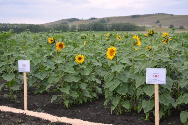 В Башкирии планируют получить не менее 2 млн тонн урожая зерновых