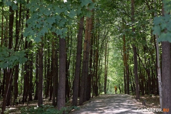 В девяти районах Башкирии запретят посещение лесов до конца июля 