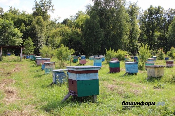 Приколы про пчеловодов картинки