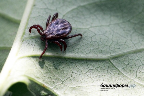 В Башкирии 13 человек заболели энцефалитом и боррелиозом после укуса клещей