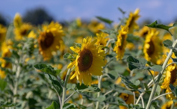 Аграрии Башкирии из-за засухи потеряют 20 млрд рублей