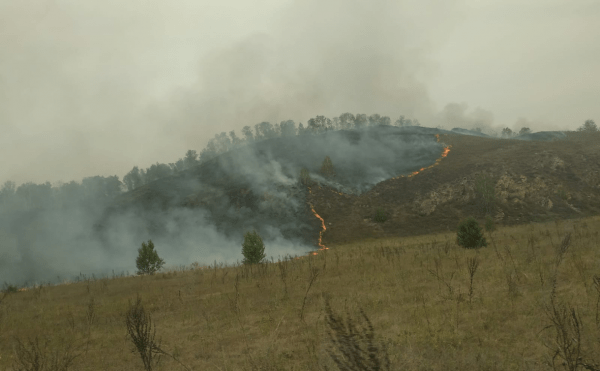 Площадь лесных пожаров в Башкирии превысила 540 гектаров Площадь лесных пожаров в Башкирии превысила 540 гектаров