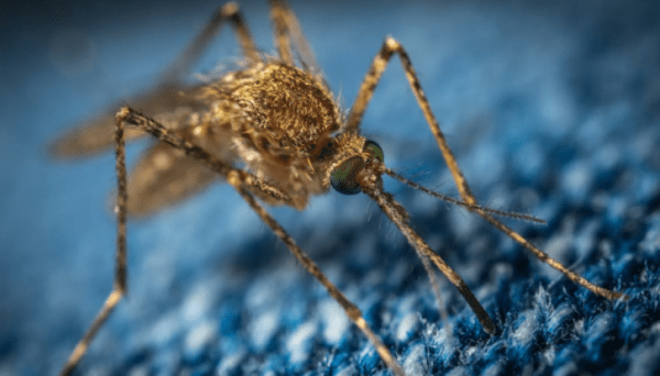 Россиян предупредили о комарах-переносчиках лихорадки Западного Нила Россиян предупредили о комарах-переносчиках лихорадки Западного Нила