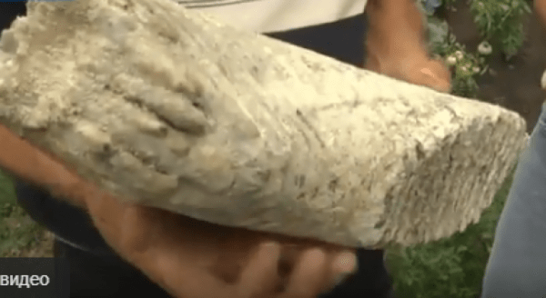 Жители Уфы обнаружили на приусадебном участке зуб мамонта 