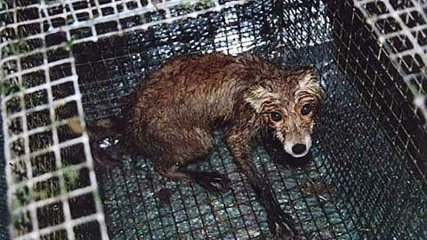 "Это кромешный ад": кто издевается над животными для дрессировки собак 