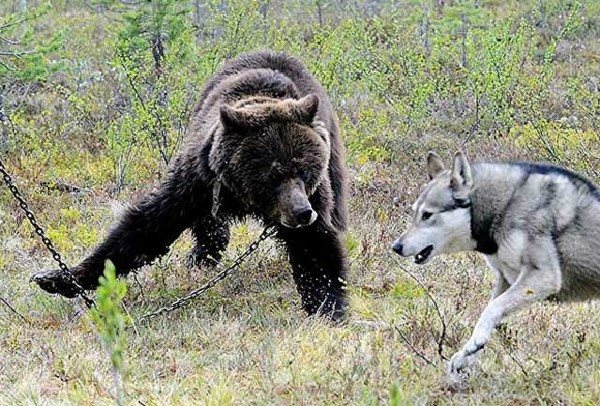 "Это кромешный ад": кто издевается над животными для дрессировки собак 
