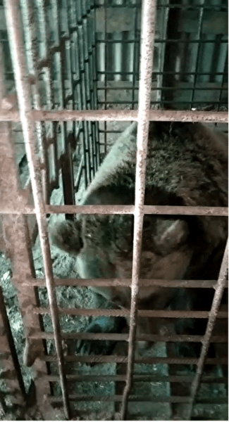 "Это кромешный ад": кто издевается над животными для дрессировки собак 