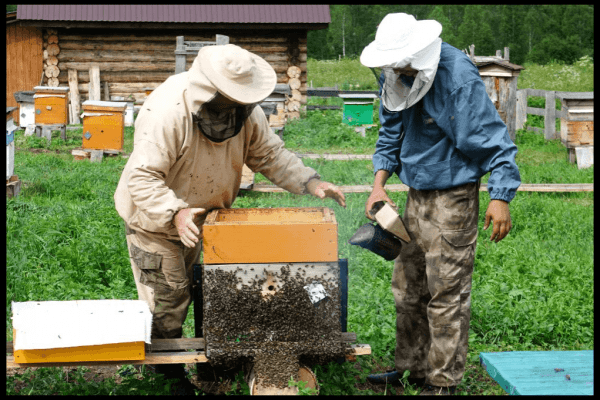 Победитель конкурса «Агростартап» получил 1,74 млн рублей на развитие пасеки  