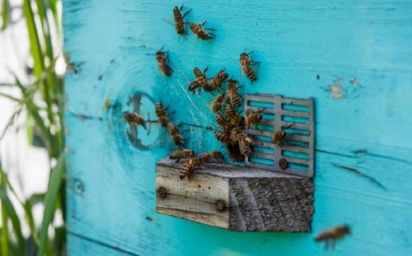 Пчеловодам Башкирии выделят компенсации за массовую гибель пчел Пчеловодам Башкирии выделят компенсации за массовую гибель пчел