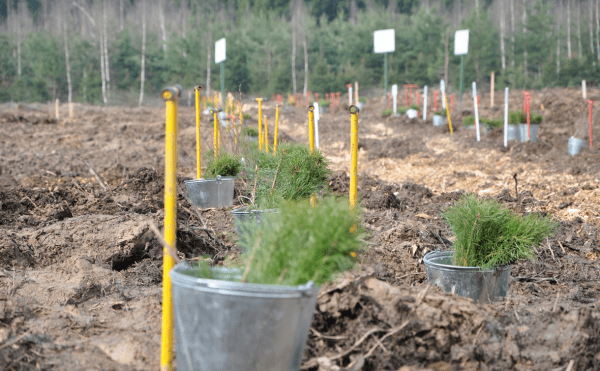 Создание центра восстановления леса в Башкирии оценили в 1,5 млрд Создание центра восстановления леса в Башкирии оценили в 1,5 млрд