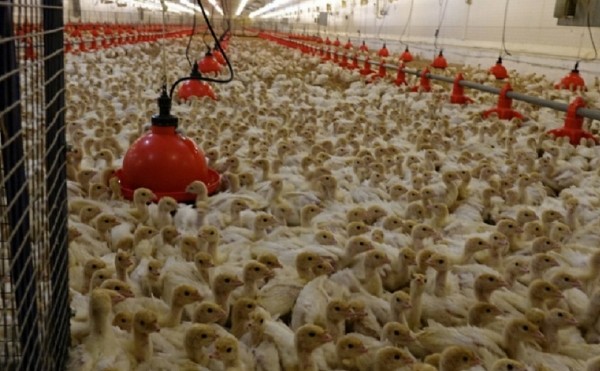 Арбитражный суд Башкирии продлил «Индюшкину» конкурсное производство Арбитражный суд Башкирии продлил «Индюшкину» конкурсное производство