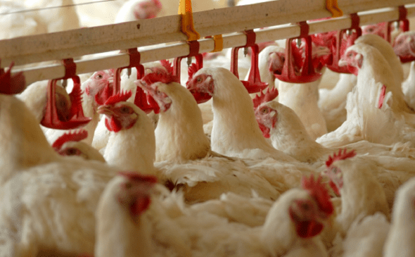 Имущество «Башкирского бройлера» выставили на торги за 208 млн Имущество «Башкирского бройлера» выставили на торги за 208 млн