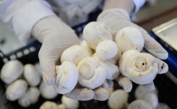 Инвестпроект грибного хозяйства в Башкирии за 200 млн стал приоритетным Инвестпроект грибного хозяйства в Башкирии за 200 млн стал приоритетным