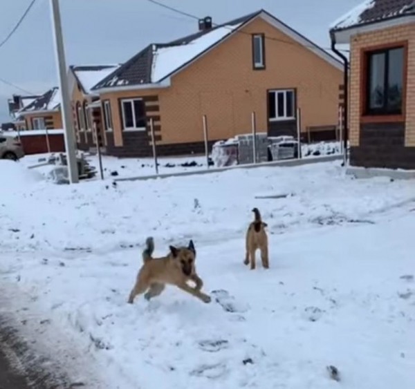 «Дети боятся идти домой со школы»: Жители деревни под Уфой пожаловались на агрессивных собак  «Дети боятся идти домой со школы»: Жители деревни под Уфой пожаловались на агрессивных собак