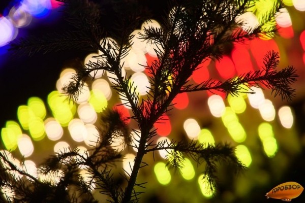 К Новому году в Башкирии срубят 60 тысяч елок 