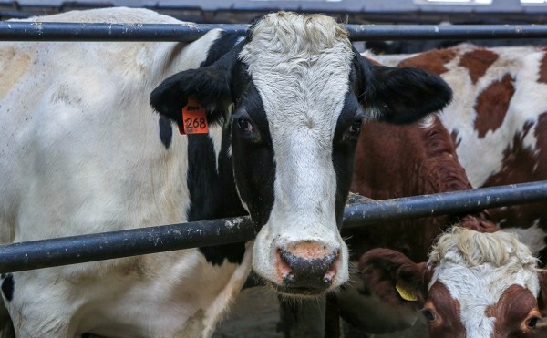 В Баймакском районе Башкирии из-за вспышки дерматита ввели режим ЧС