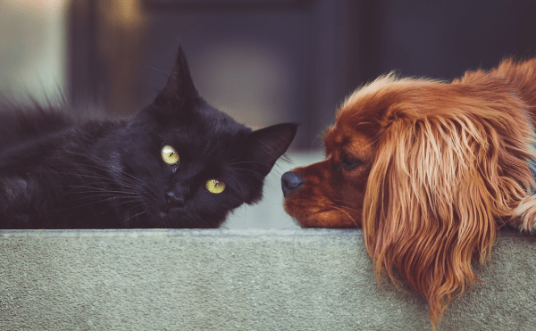 Парламент Башкирии поддержал инициативу о чипировании домашних животных