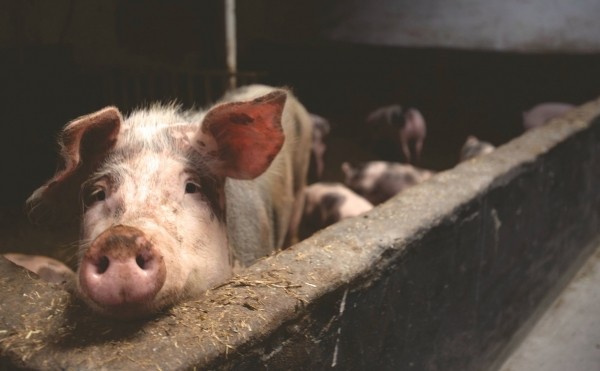 В Башкирии предложили запретить содержать свиней в личных хозяйствах В Башкирии предложили запретить содержать свиней в личных хозяйствах