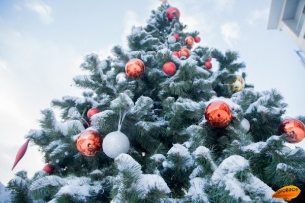 Жители Уфы смогут сдать новогодние елки на переработку Жители Уфы смогут сдать новогодние елки на переработку